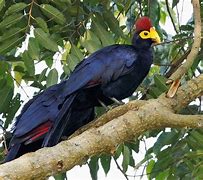 Image result for Ross's Turaco