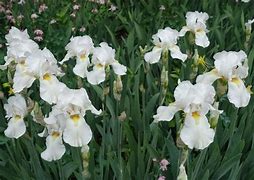 Image result for Iris germanica Glacier Gold