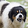 Image result for Angry Dog Face