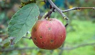 Image result for Apple Ring Rot