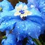 Image result for Light Blue Floral Wallpaper