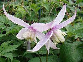 Image result for Clematis alpina Willy