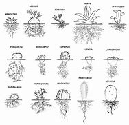 Image result for Cactus Root System Diagram