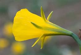 Image result for Narcissus bulbocodium Golden Bells