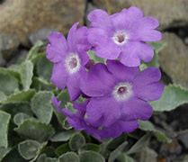 Image result for Primula marginata Coerulea