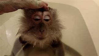 Image result for Melting Monkey Freaky