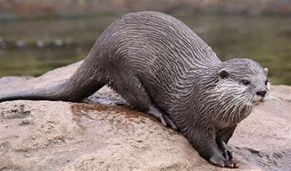 Image result for Europe Otter