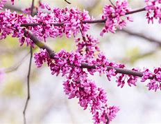 Image result for 30 Gallon Red Bud