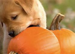 Image result for Puppy Chews