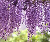 Image result for Wisteria floribunda Longwood Purple