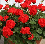 Image result for Geranium regelii