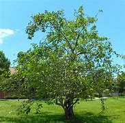 Image result for Pond Apple Tree