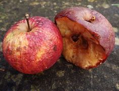 Image result for Decay Apple