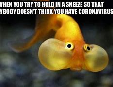 Image result for Hello Fish Meme