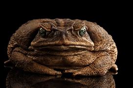 Image result for Mad Toad