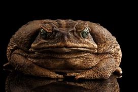 Image result for Toad Frog