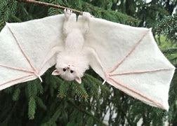 Image result for Minature Bat