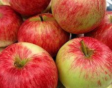 Image result for Heirloom Apple Tree Varieties