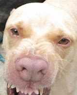 Image result for Albino Blue Nose Pitbull