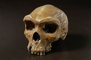 Image result for Archaic Homo Sapiens Skull