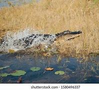 Image result for Alligator Running