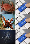 Image result for Crabsquid Memes Subnautica