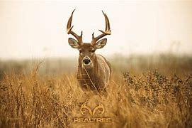 Image result for iPhone 5 Realtree