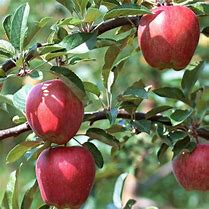 Image result for Gala Apple Tree Easy to Grow