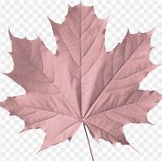 Image result for Maple Leaf Clip Art Black and White
