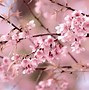 Image result for Well-Mannered Cherry Tree