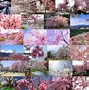 Image result for Must Visit Places in Japan