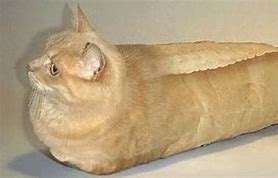 Image result for Cursed Cat Loaf