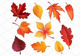 Image result for Fall Leaf Icon