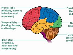 Image result for Different Brain Lobes