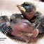 Image result for Baby Black-capped Chickadee