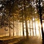 Image result for Dual Monitor Wallpaper 3840X1200 HD Dark Forest