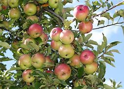 Image result for Red Love Apple Malus Domestica