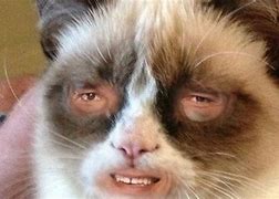 Image result for Cat Human Meme WoW Face