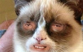 Image result for Cat with Man Face Meme