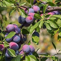 Bildergebnis für Prunus domestica Czar