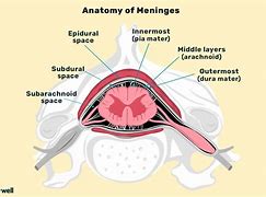 Image result for meninges