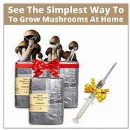 Image result for Different Types Magic Mushroom