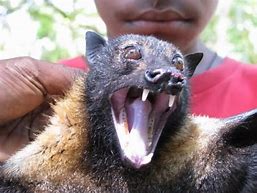 Image result for Flying Fox Fruit Bat Teeth