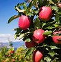 Image result for Honeycrisp and Pink Lady Apple Combo Tree
