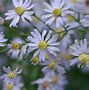 Image result for Aster cordifolius Photograph