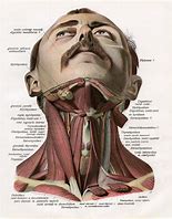 Image result for Human Anatomy Front View