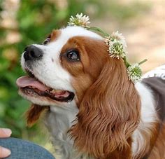 15 Reasons Why You Should Never Own Cavalier King Charles Spaniel Dogs - Page 2 of 5 - PetTime
