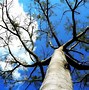 Image result for Snowy Branches Wallpaper