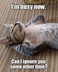 Image result for Busy Cat Meme