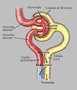 Image result for Glomerulo Renal